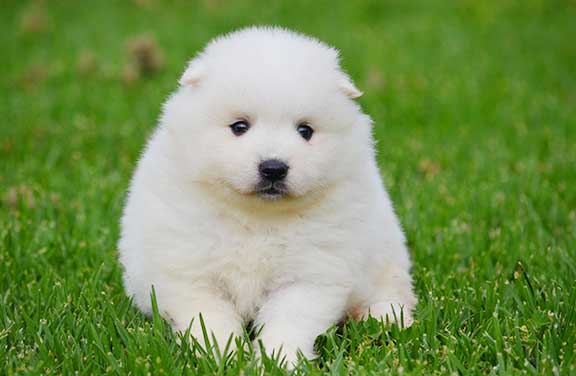 Very white Japanese Spitz puppy